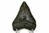 Serrated, Fossil Megalodon Tooth - South Carolina #169211-2